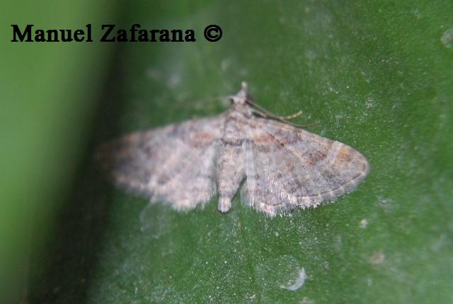 Altra Idaea?